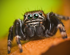 Spider vs SPDR ETF Spider vs SPDR ETF